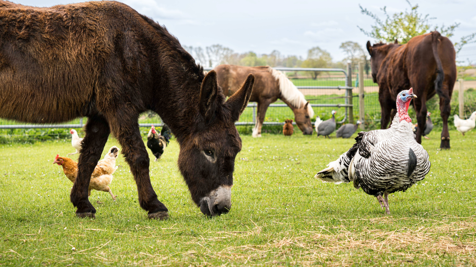 petite-ferme-flamande4