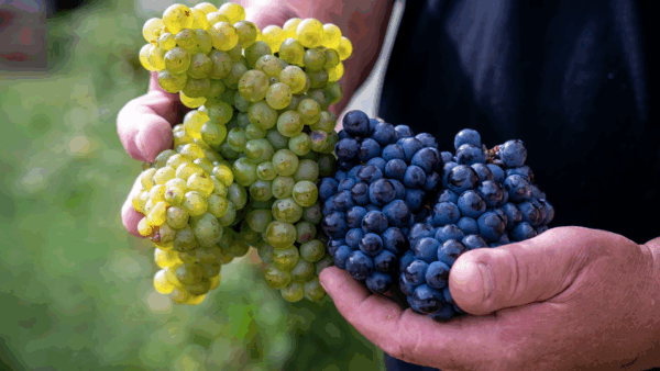 champagne-Christophe-Lefevre1-600×338