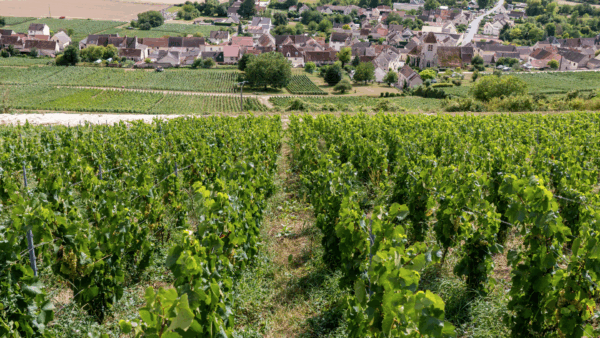 champagne-Christophe-Lefevre2-600×338