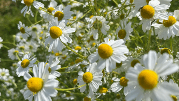 lasorcieredelavalle1-600×338