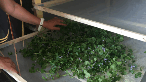 lasorcieredelavalle3-600×338